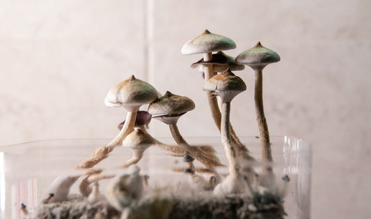 The Doctor's Farmacy Episode 776: The Power Of Psilocybin To Heal Our Minds And Our Bodies
