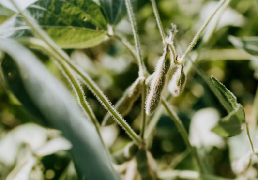 Dr. Hyman's Discussion about Soy on the Dr. Oz Show