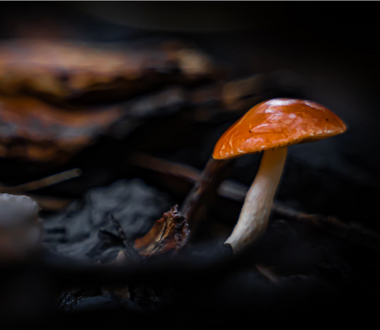 Is Hidden Fungus Making You Ill?