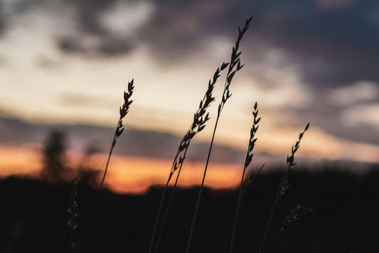 Foods and Habits That Keep Your Immune System Resilient
