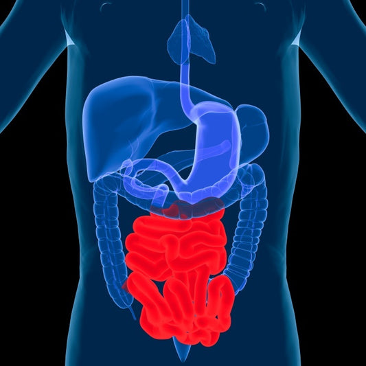 Is Your Digestive System Making You Sick, and Fat?