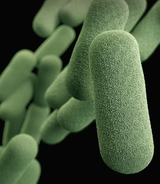 Gut Health Masterclass