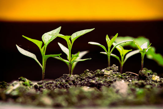 Land, Power, and the Plate: Ending Food Apartheid with Regenerative Justice