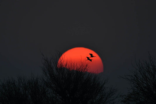 Sleep, Blood Sugar, and Heart Health: Is There Nothing “Zeitgebers” Can’t Help With?