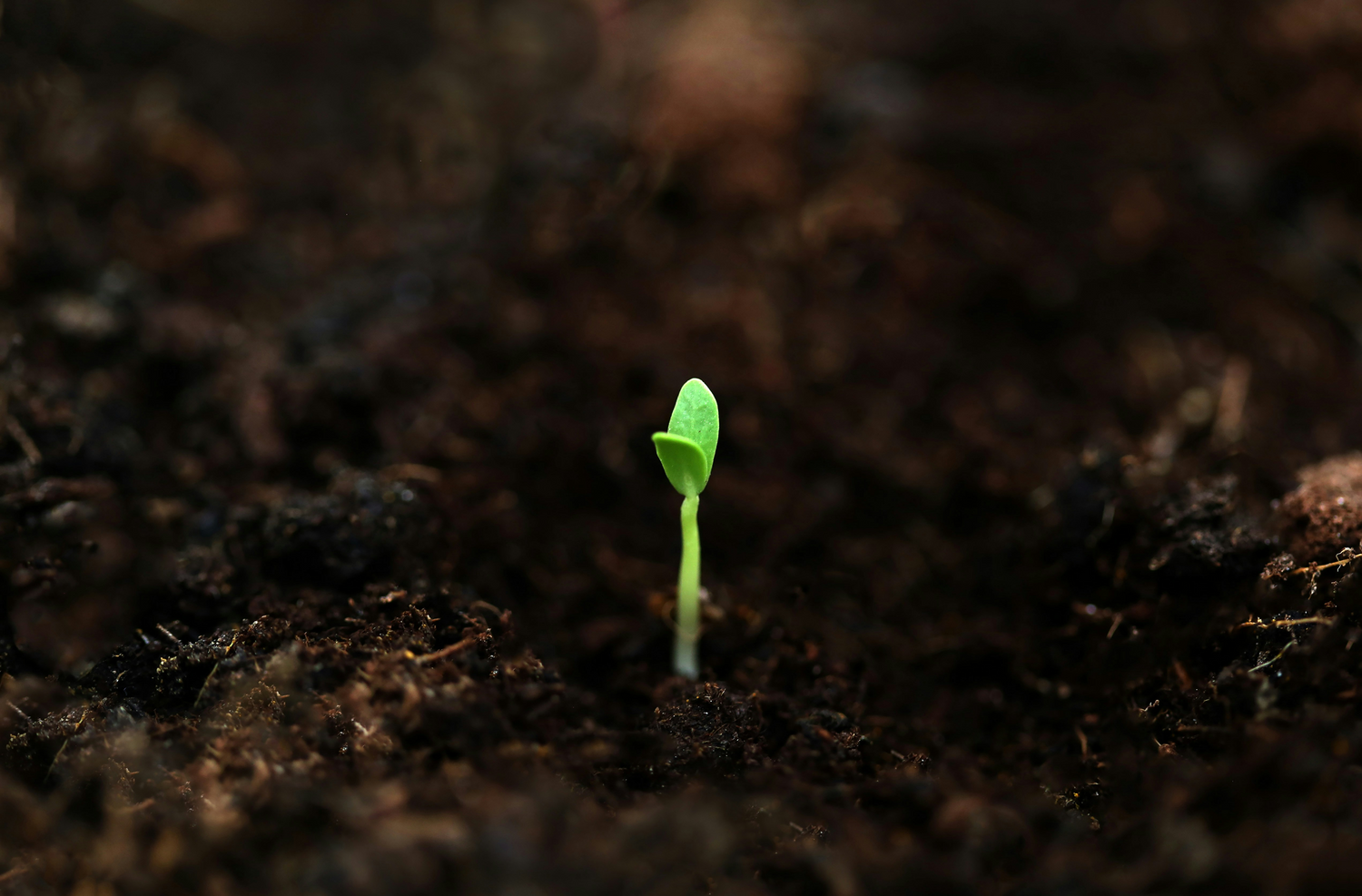 How Sprouting Unlocks Longevity Nutrients